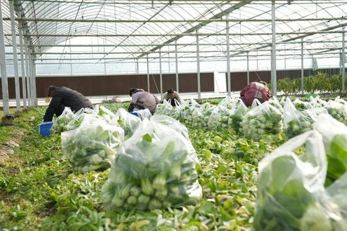 漫長的季節(jié)里，反復(fù)愛上豎新鎮(zhèn)的植物提取物研發(fā)